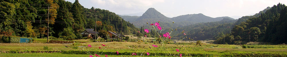 コスモスと尖山