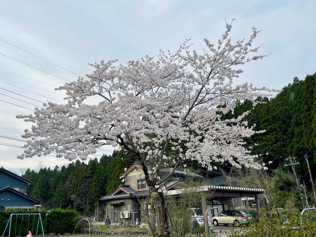 写真：桜_老木