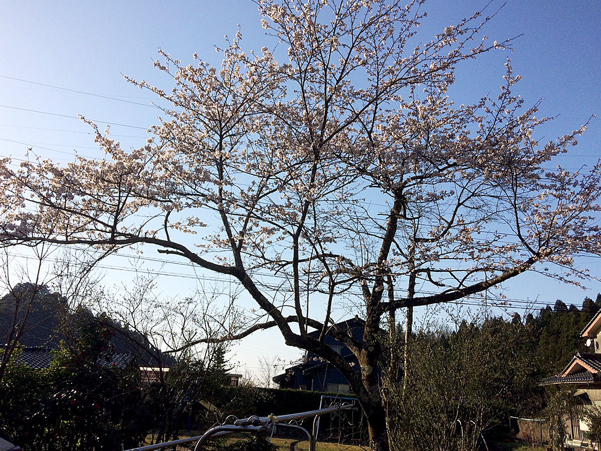 写真：桜