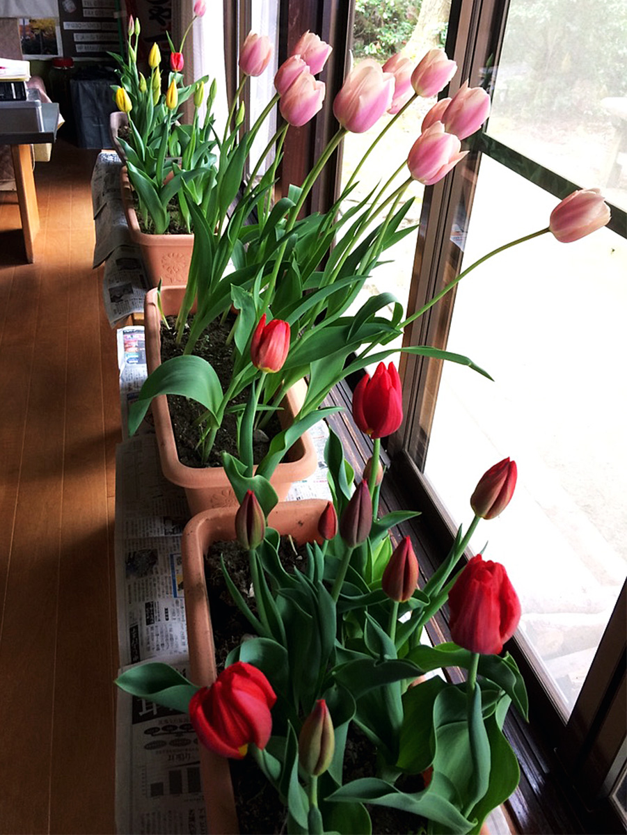 写真：tulip2