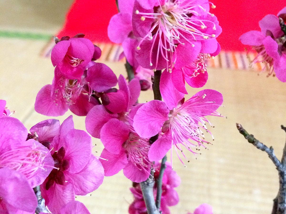 写真：桃の花