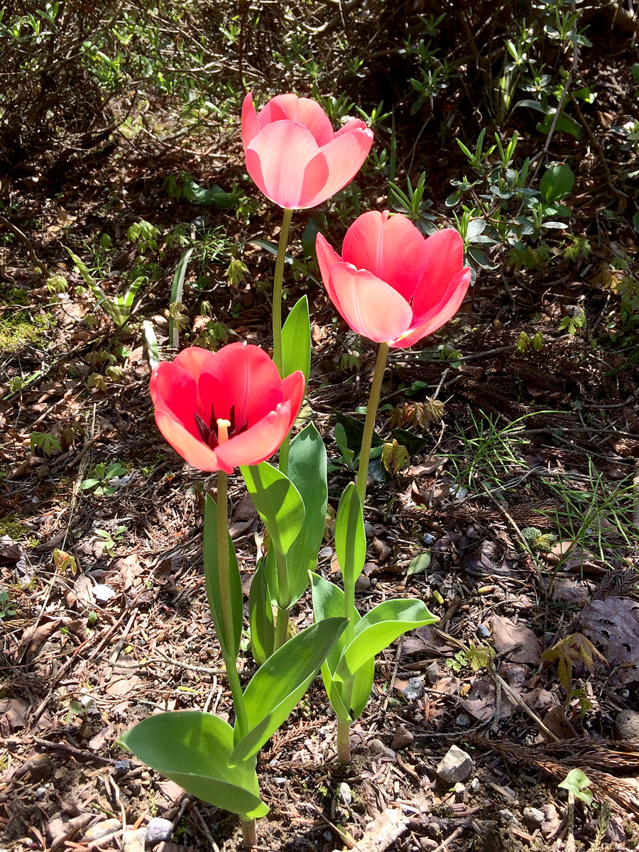 写真：tulip3