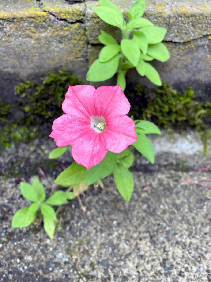 写真：kouhukunoki