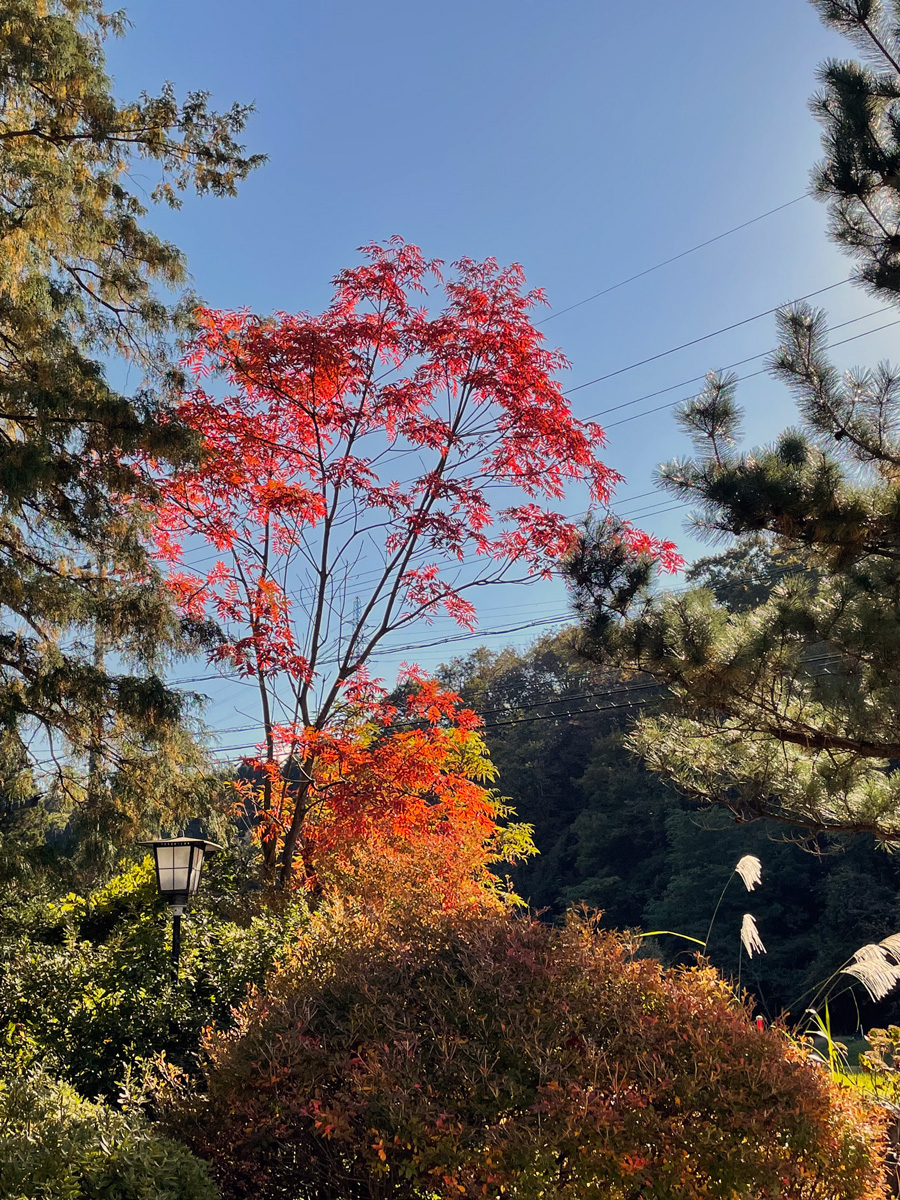 写真：紅葉狩り