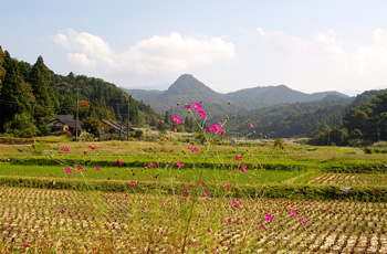 写真：コスモスと尖山