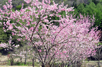 写真：八重桜