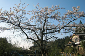 写真：桜