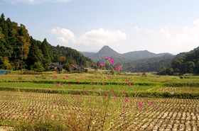 写真：コスモスと尖山